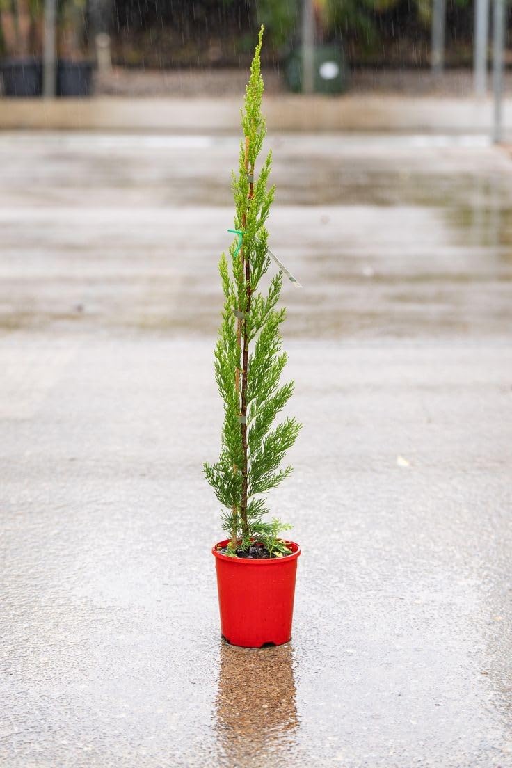 Pencil pine baby plant in nursery pot