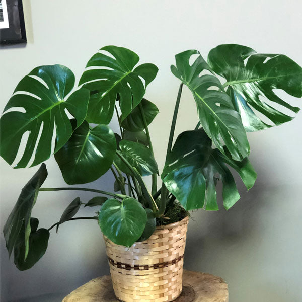 Philodendrone baby plant in nursery pot