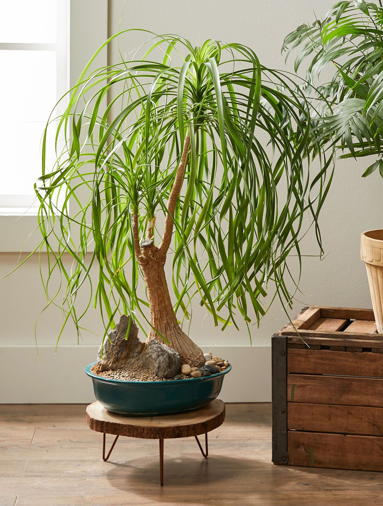 Pony tail baby plant in nursery pot