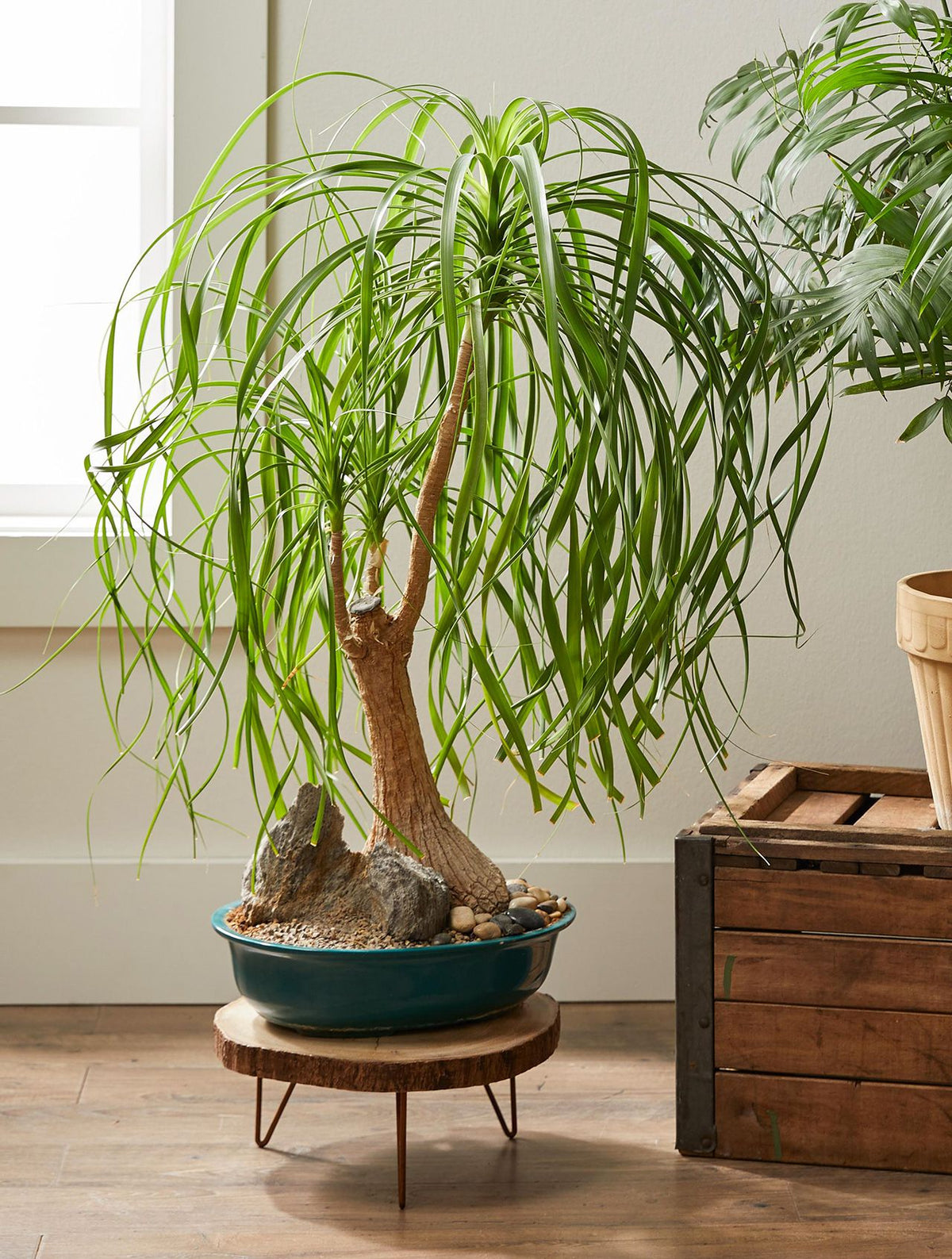 Pony tail baby plant in nursery pot