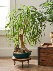 Pony tail baby plant in nursery pot