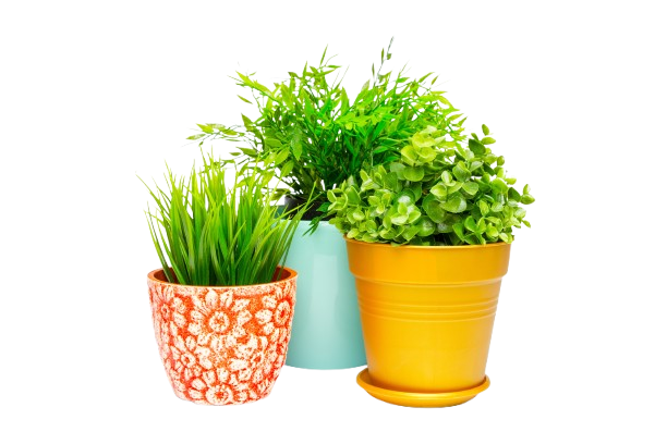 Plant Image