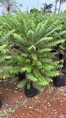 Bhoomi Amla – a hidden gem in nature's pharmacy! This small yet powerful herb is known for its liver-cleansing properties