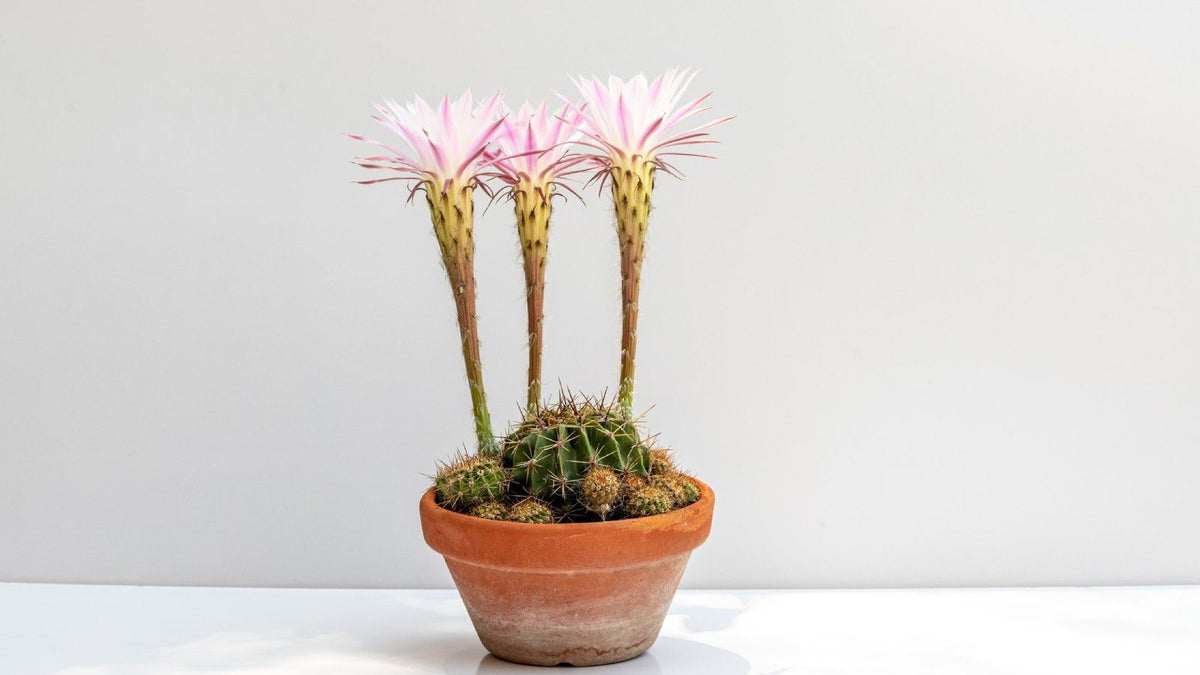 Echinopsis Oxygona (Easter Lily Cactus)Part of what makes succulents wth flower