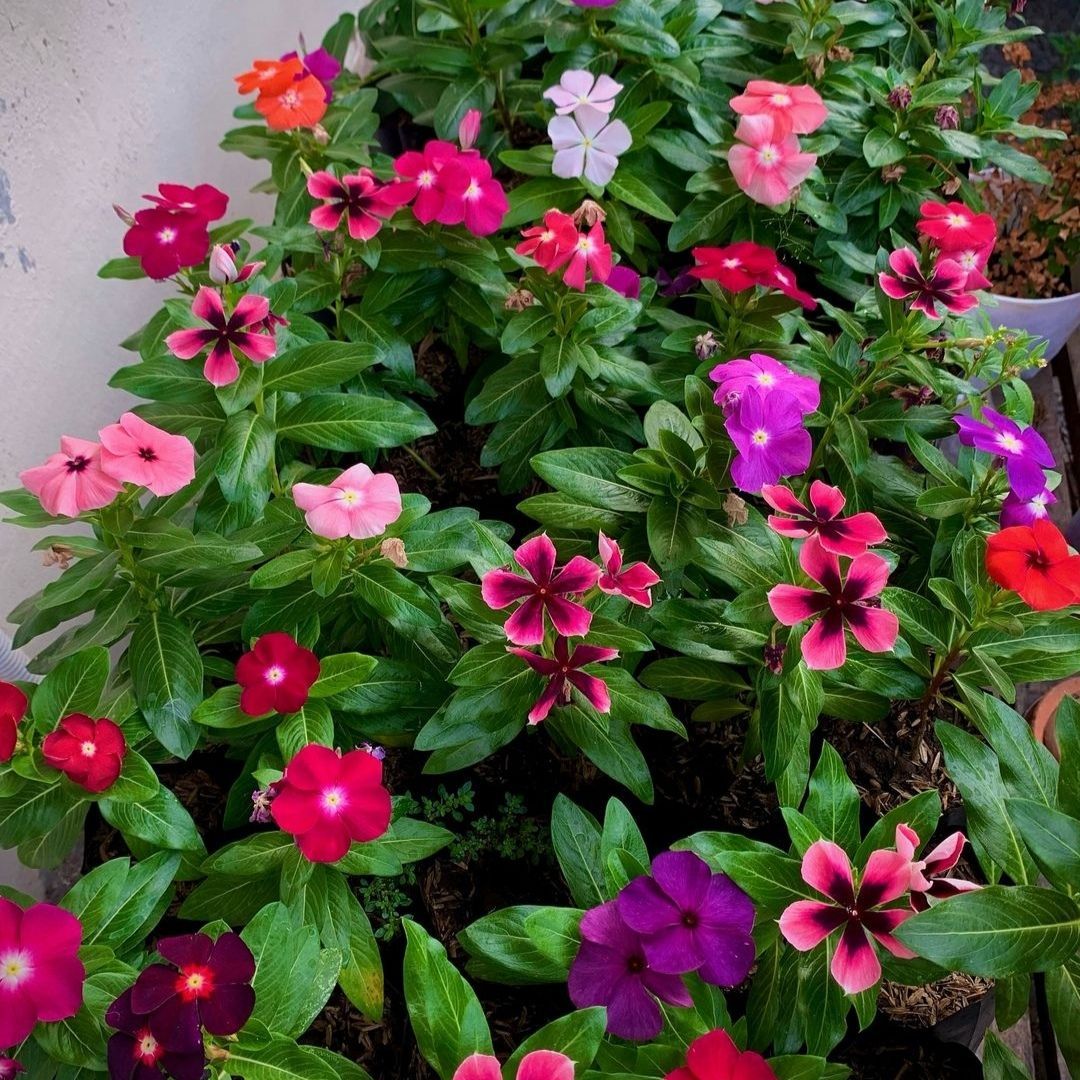 Sada bahar baby plant in nursery pot