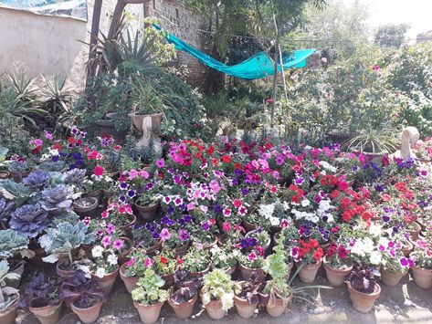 Periwinkle / Vinca / Sadabahar (~ 1.5 Ft) in 6 Inch Nursery Pot