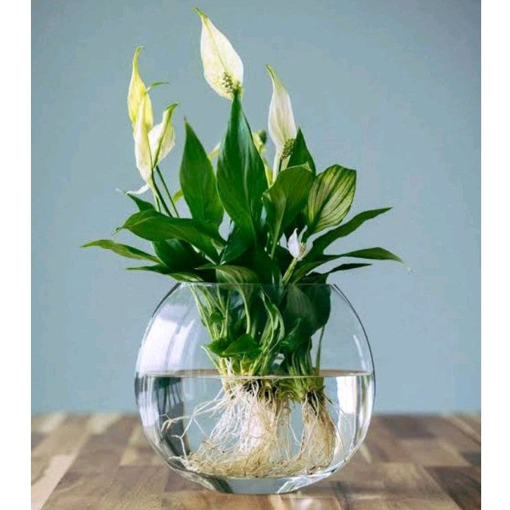 TRANSPARENT BOTTLE