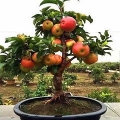 Heaven Of Saplings Ficus Bonsai Plant
