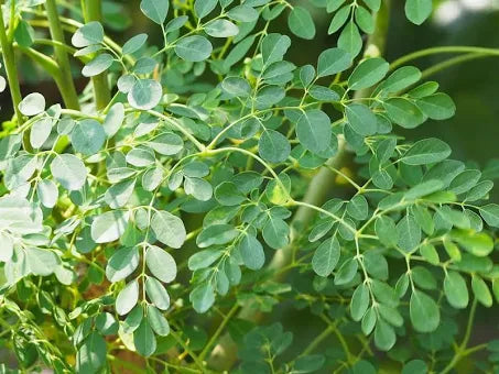 Rosemary – the fragrant herb of memory and vitality! With its needle-like leaves