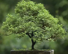 HPr Plant House bonsai banyan live plant for home  · Juniper · Bonsaieaven Of Saplings Ficus Bonsai Plant (Pack of 1)