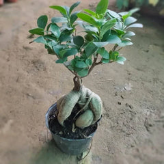 bonzai plant