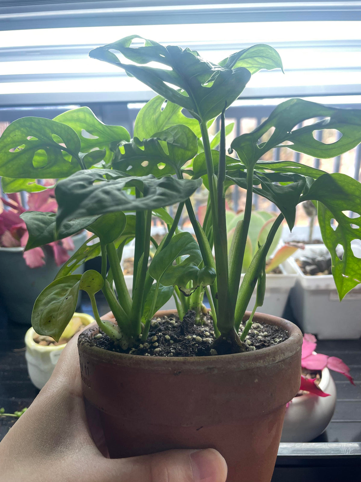 Monstera adansonii baby plant in nursery pot