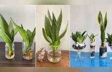 SNAKE BOTTLE PLANT