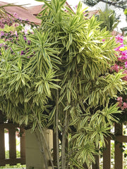 Song of India baby plant in nursery pot