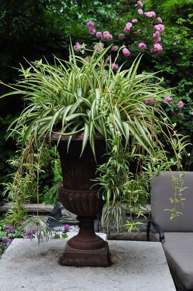 Spider baby plant in nursery pot