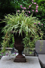 Spider baby plant in nursery pot