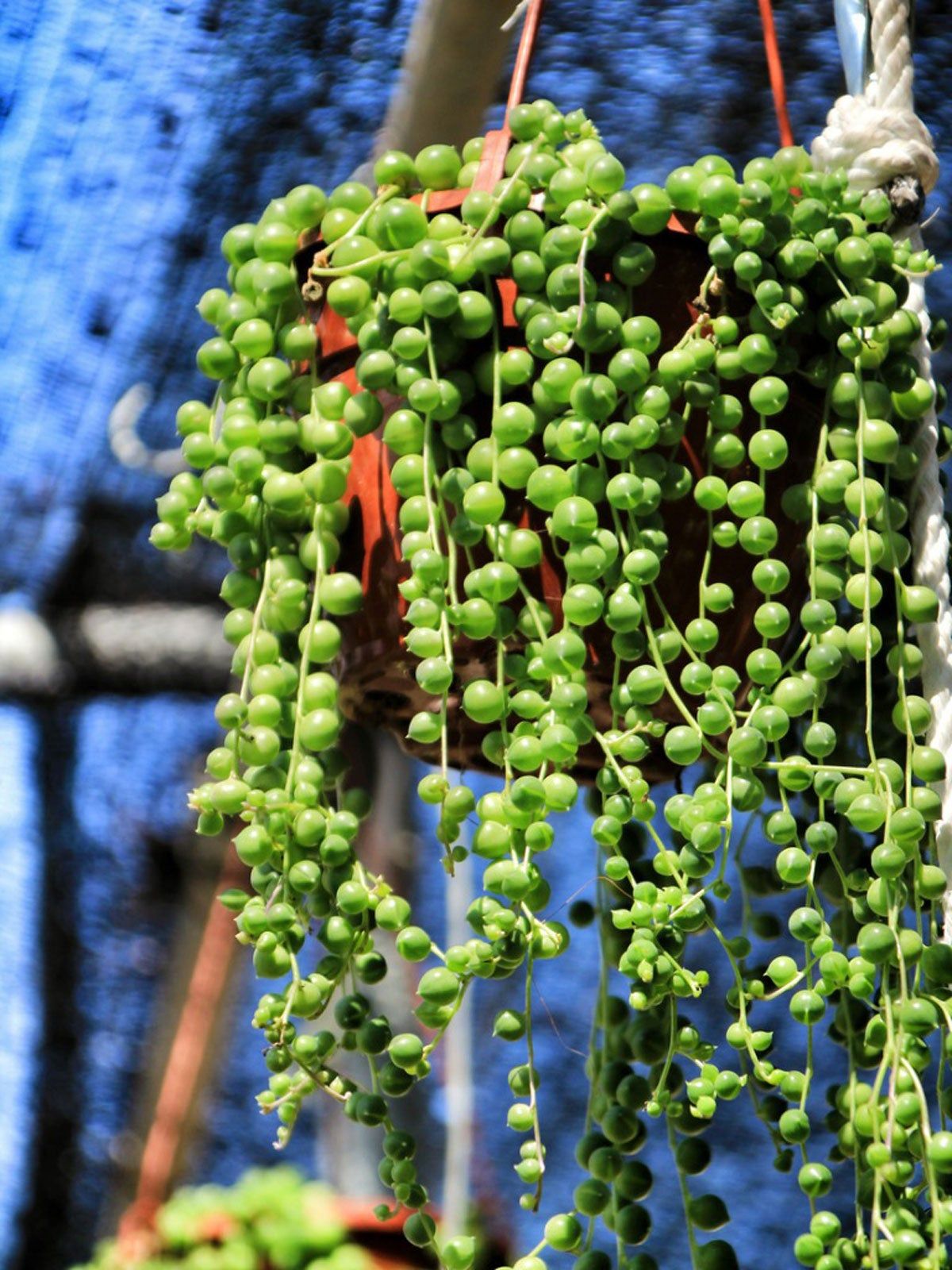 Succulent baby plant in nursery pot