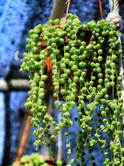 Succulent baby plant in nursery pot