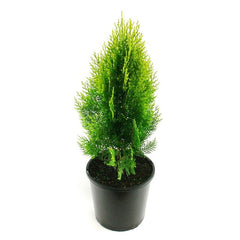 Golden Thuja baby plant in nursery pot