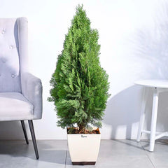 thuja plant  XL