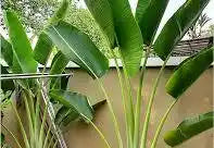 TRAVELLER PALM
