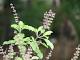 Tulsi plant vastu