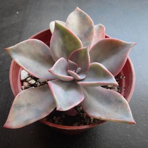 Graptoveria Douglas Huth - Succulent Plant