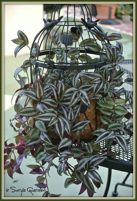 wandering jew good hanging plant