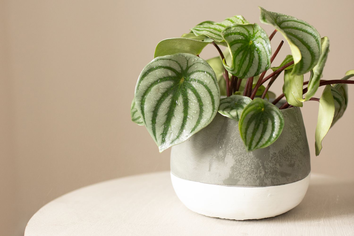 Watermelon Peperomia baby plant in nursery pot