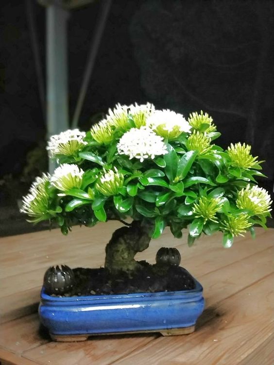 WHITE EXORA BONZAI