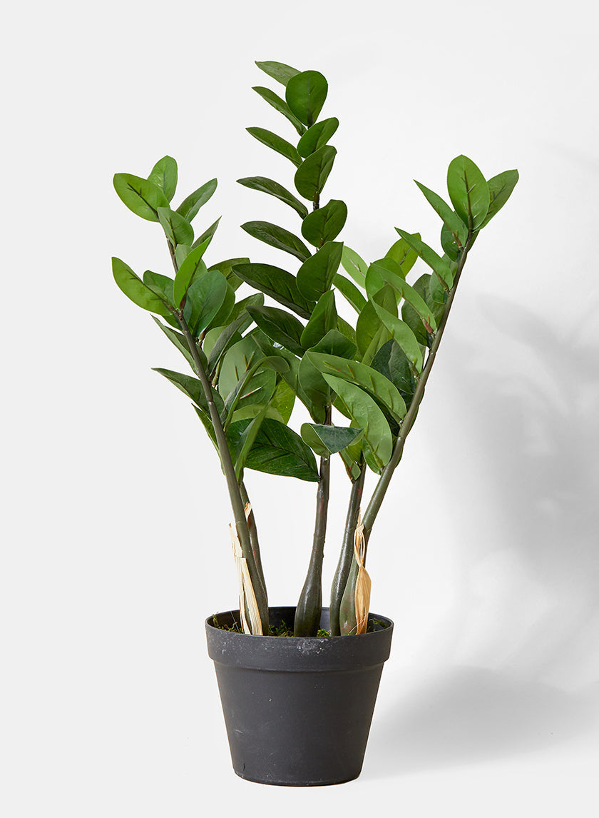 Zanzibar Gem baby plant in nursery pot