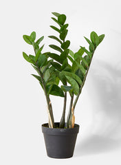 Zanzibar Gem baby plant in nursery pot