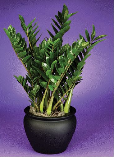 zzplant