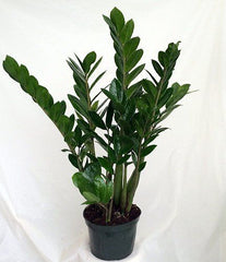 INDOOR PLANTS zz